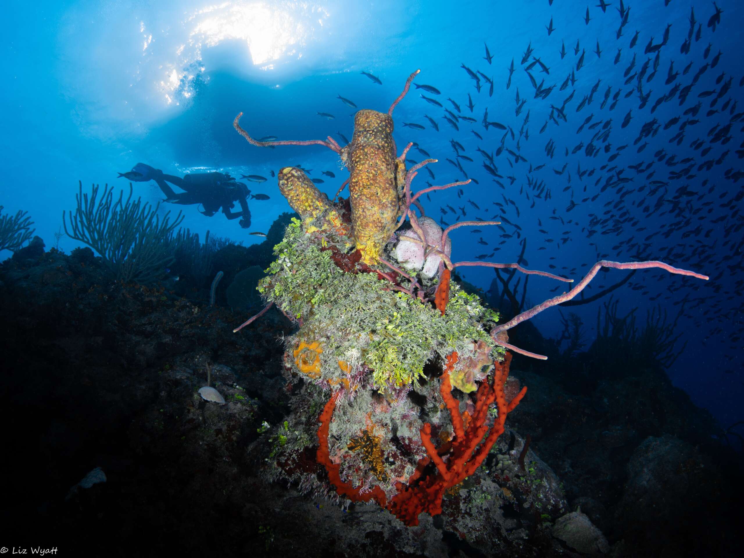 96% of world's coral reefs on critically endangered red list