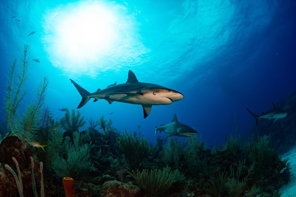 Three Cayman locations named as Important Shark and Ray Areas