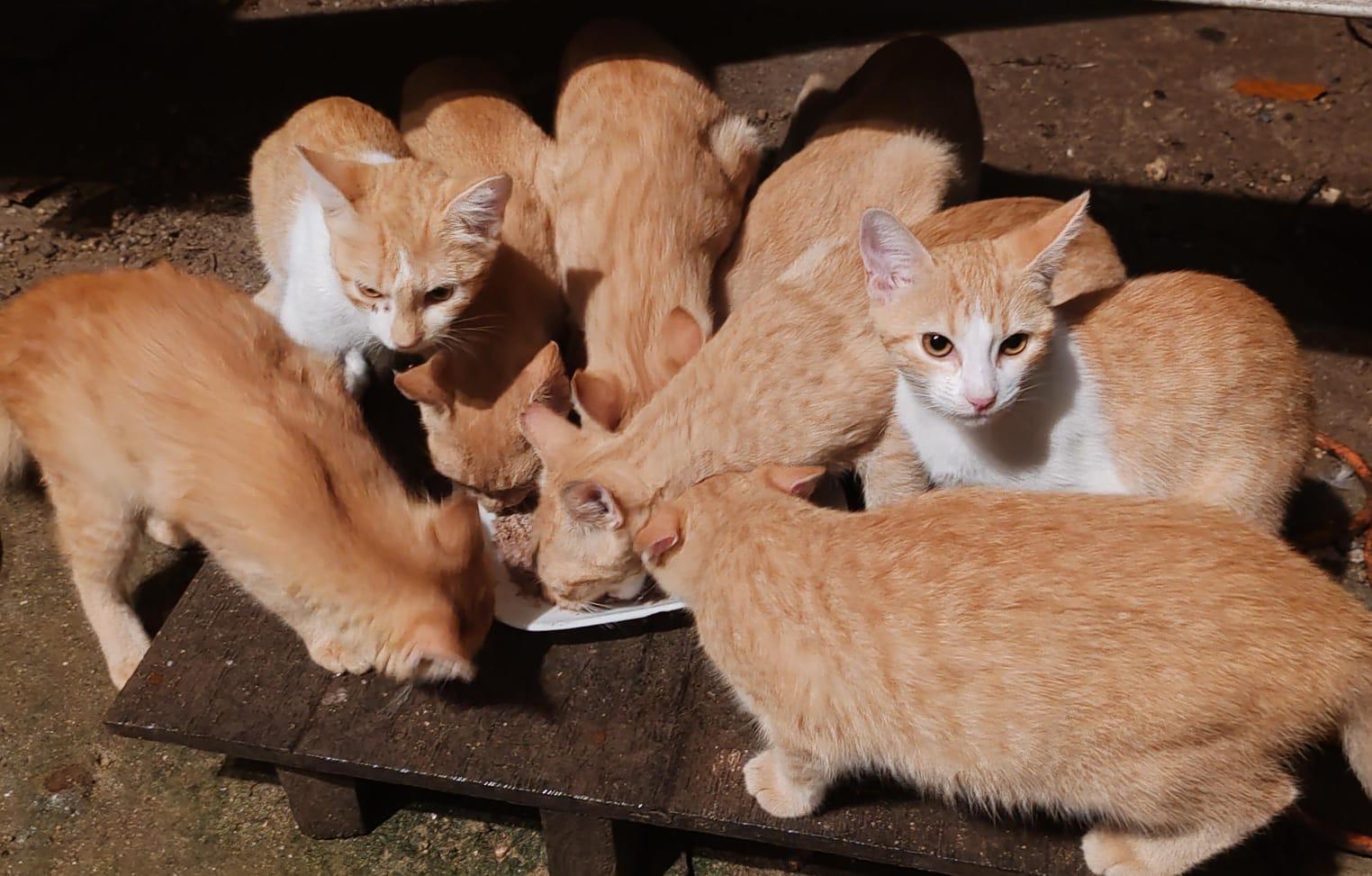 Compass Dog Rescue Laws block plans to tackle Cayman’s stray cat problem - Cayman Compass